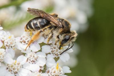 Wilke's mining bee, photo by Heather Holm