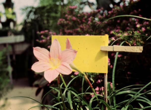Yellow sticky cards clipped to the plants,attract and capture the winged, adult forms of greenhouse pests.