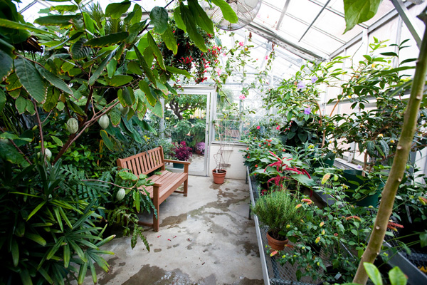 tropical plants in the greenhouse