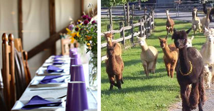 Elegant table and herd of alpacas