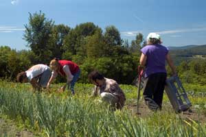 Farm crew working at Four Springs Farm