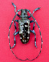 Male Asian longhorned beetle