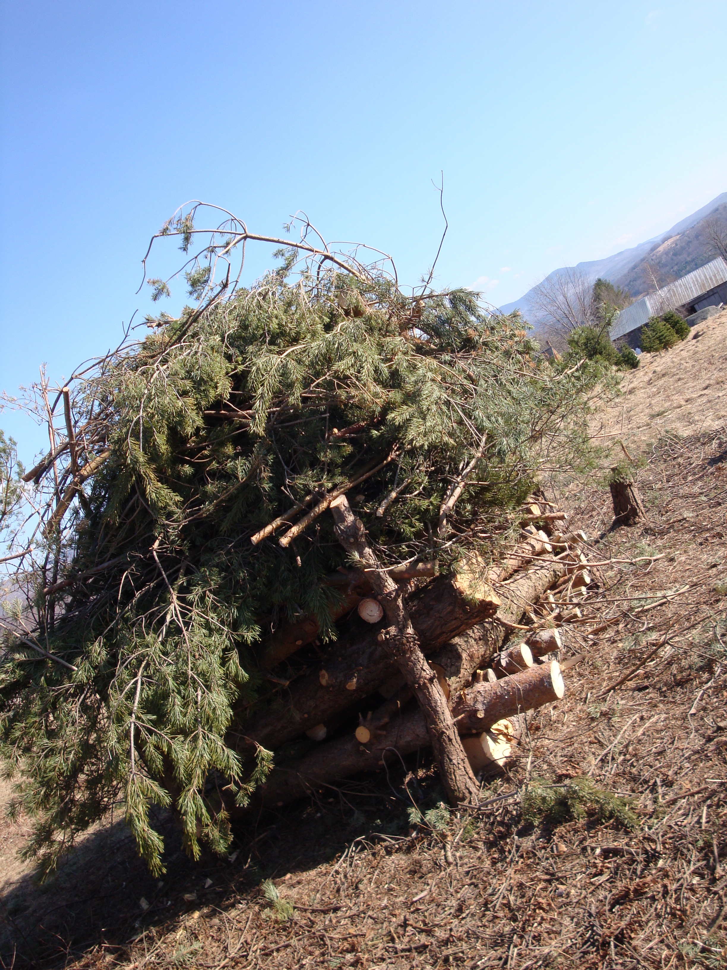 Wood pile