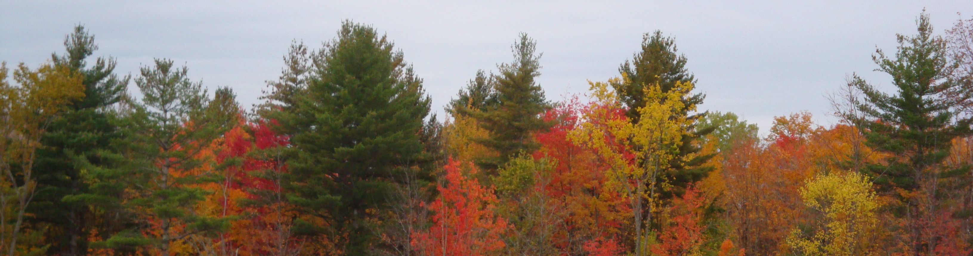 Fall Forest