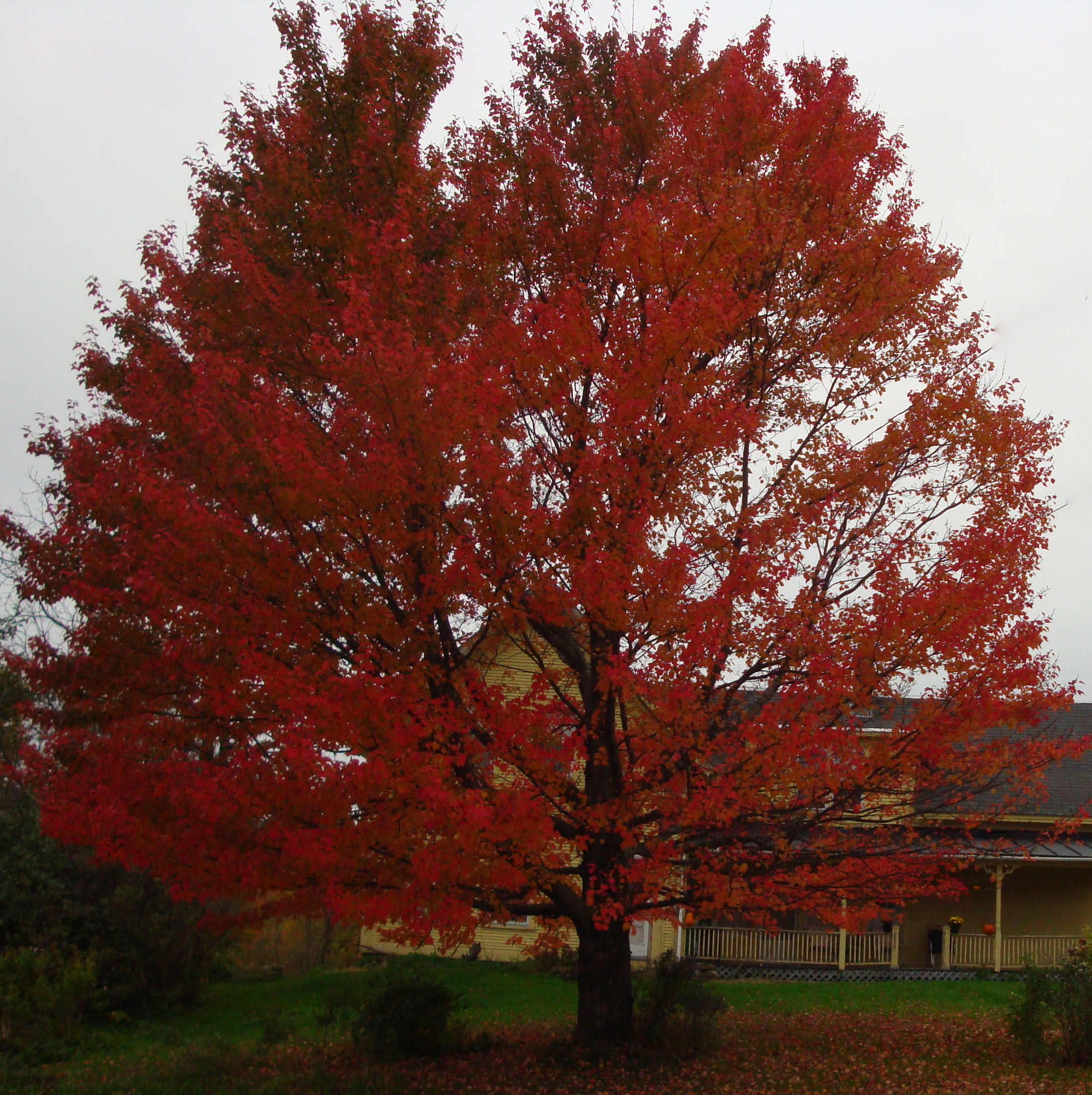 Maple Tree