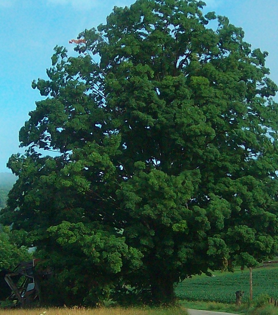 Tree planting