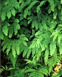 adiantum