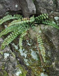 asplenium