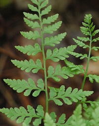 cystopteris
