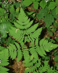 gymnocarpium