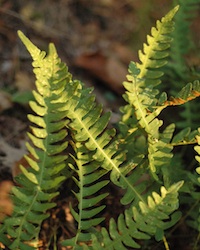 polypody