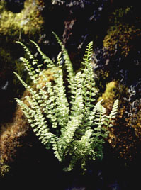 woodsia