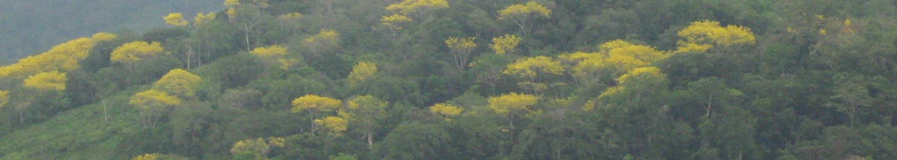 stringodendron
