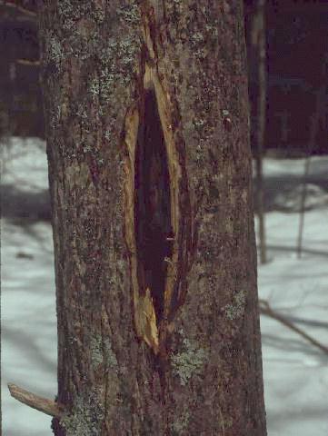A butternut canker 
with bark removed