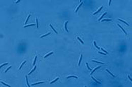 Conidiospores of 
Sirococcus
