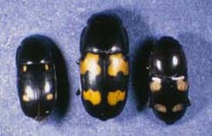 Glischrochilus siepmanni, G. fasciatus, and G. 
quadrisignatus