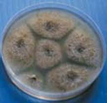 Sirococcus 
growing in culture