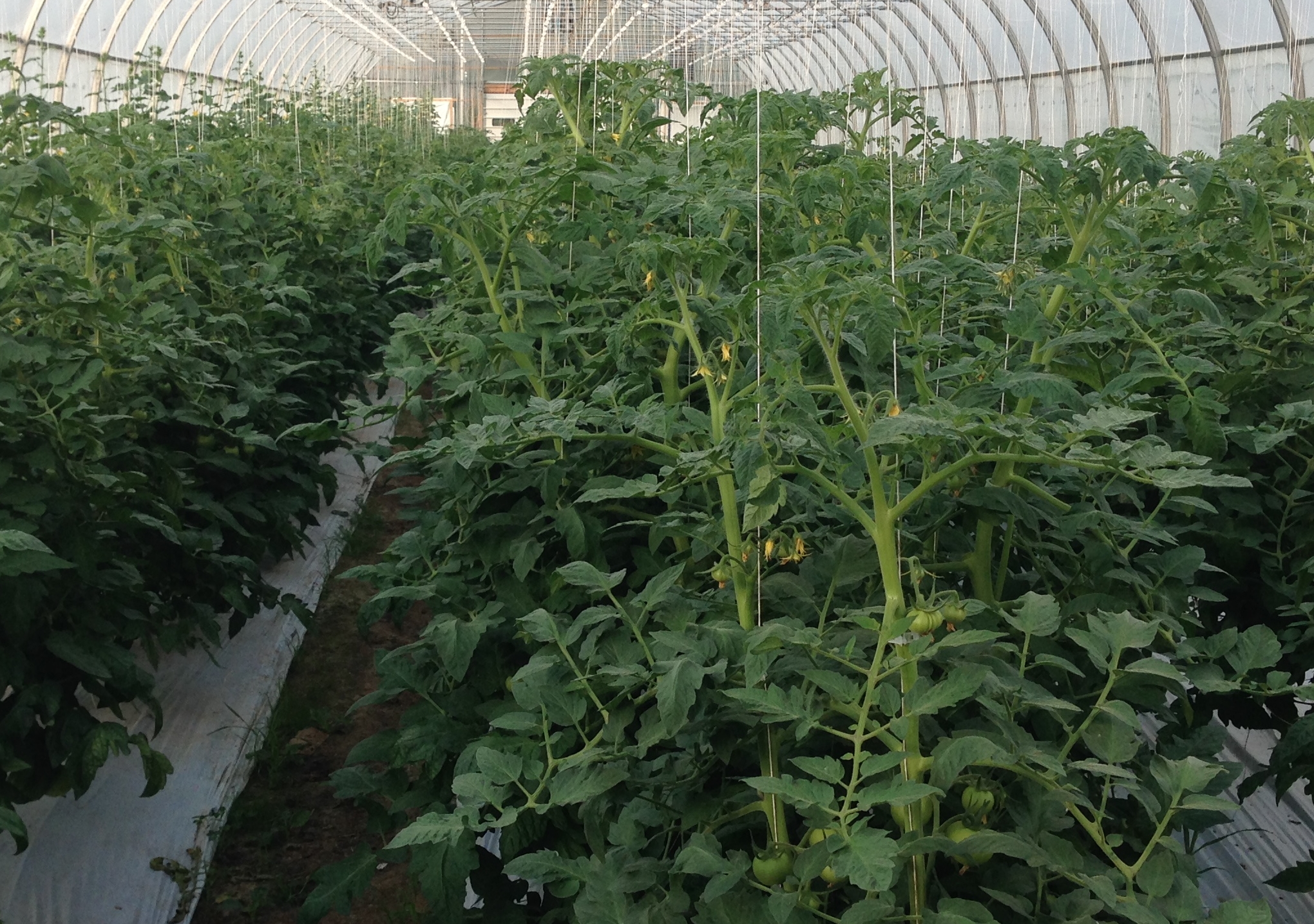 high tunnel tomato