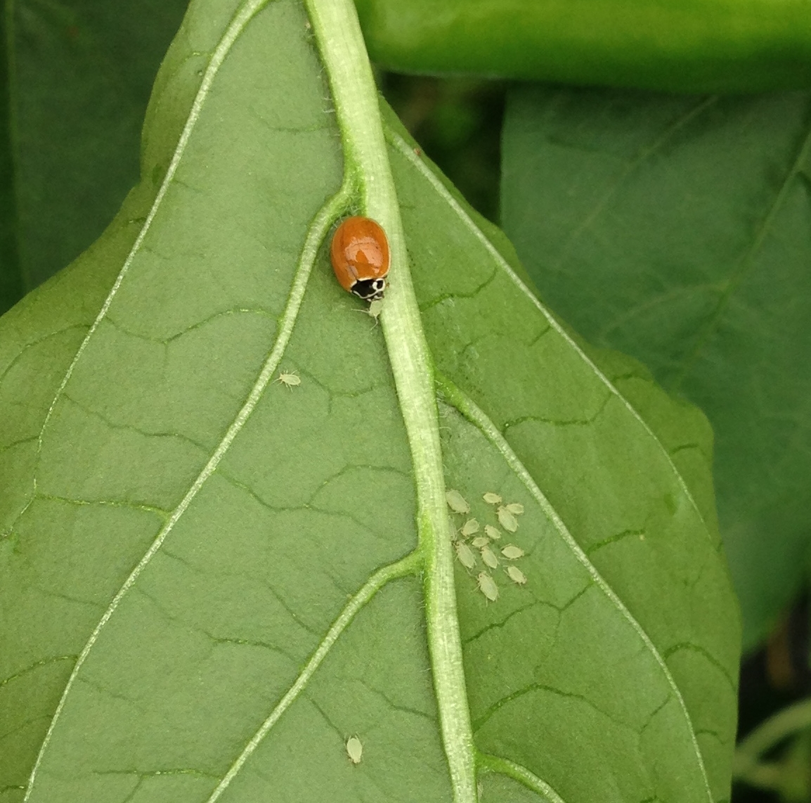 Lady Beetle Eating Aphids on Pepper
