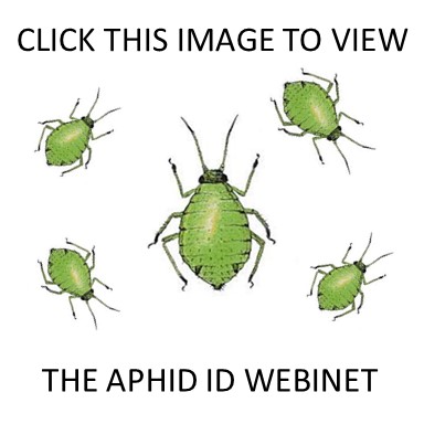 aphids