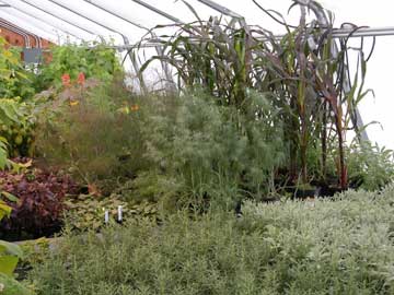 plants4A40D.jpg (21720 bytes)