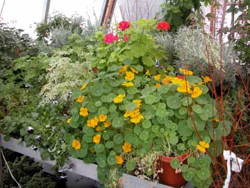plants4A40E.jpg (24028 bytes)