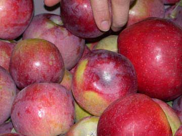 Liberty apples