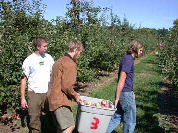 Picking apples