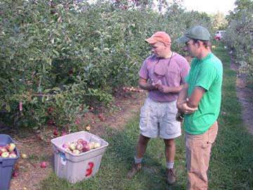 Picking apples