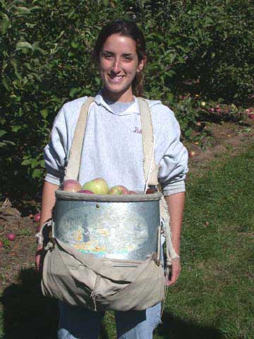 A full bag of apples