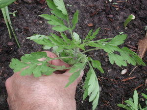 Ambrosia artemisiifolia L. Common Ragweed