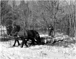 Grafton logging horses.jpg