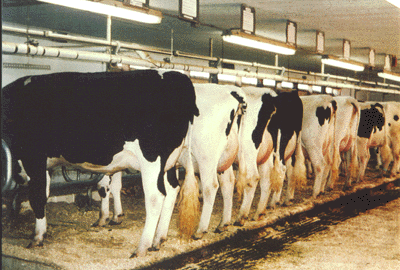 CREAM cows in barn