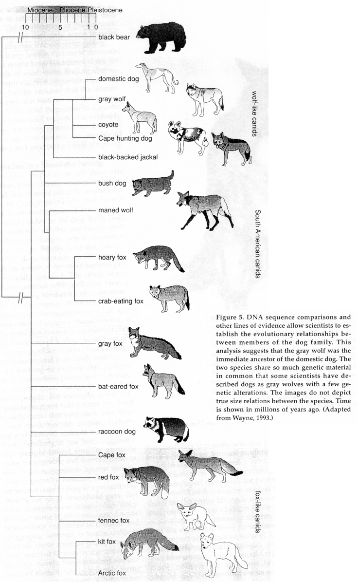 canidae order