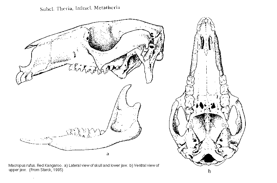 http://www.uvm.edu/~jdecher/MacropusSkull.GIF