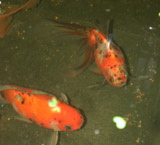 shubunkin and calico fantail goldfish