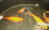 several goldfish