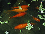 all 6 goldfish