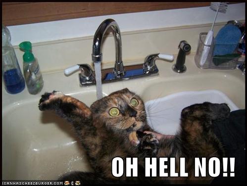 funny-pictures-cat-scared-sink-water1.jp