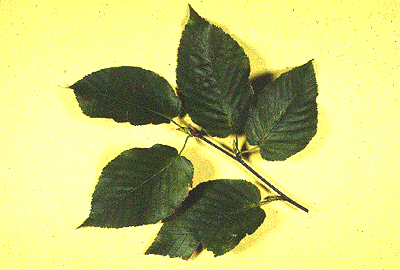 B. lenta (Leaves)