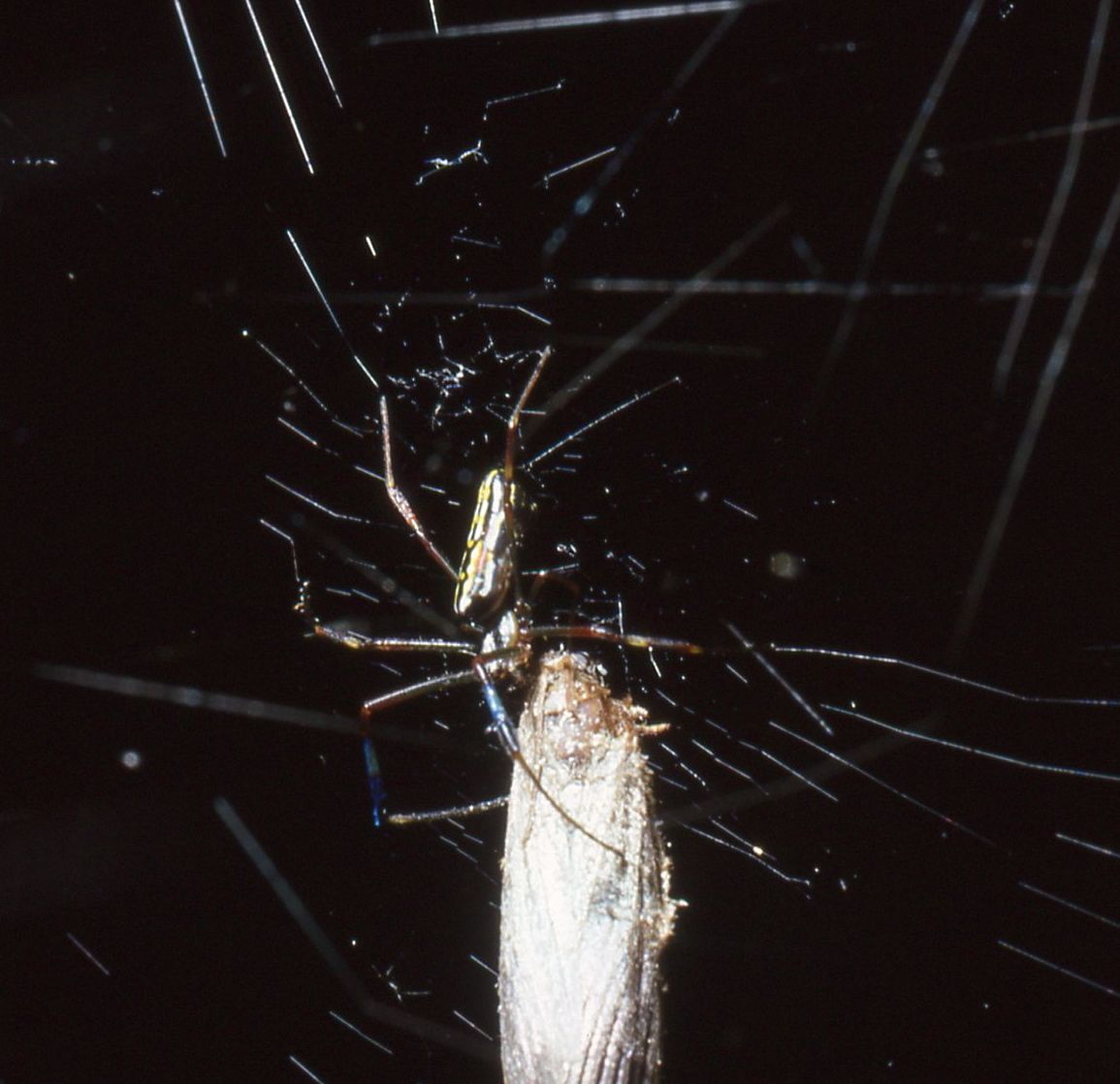 How do spiders avoid getting tangled in their own webs?