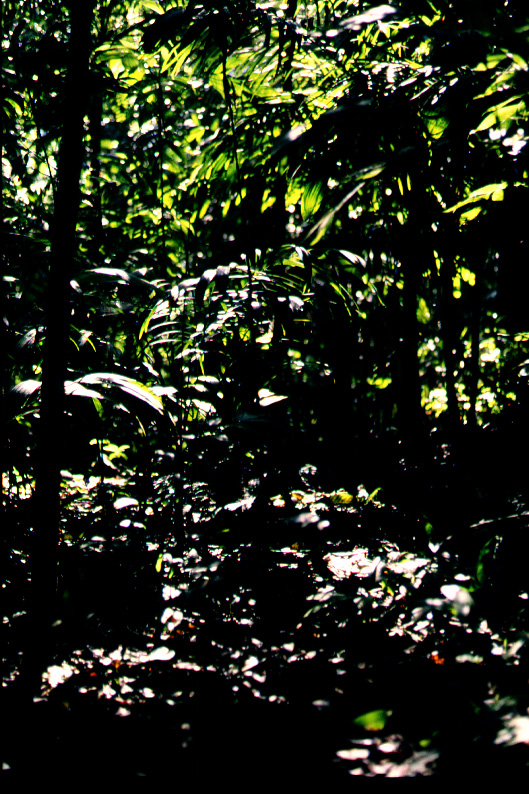 Tropical Atlantic coast forest