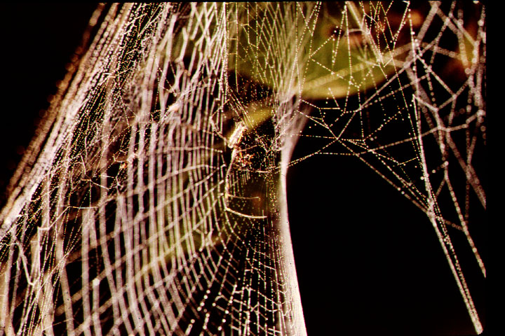 juvenile on web