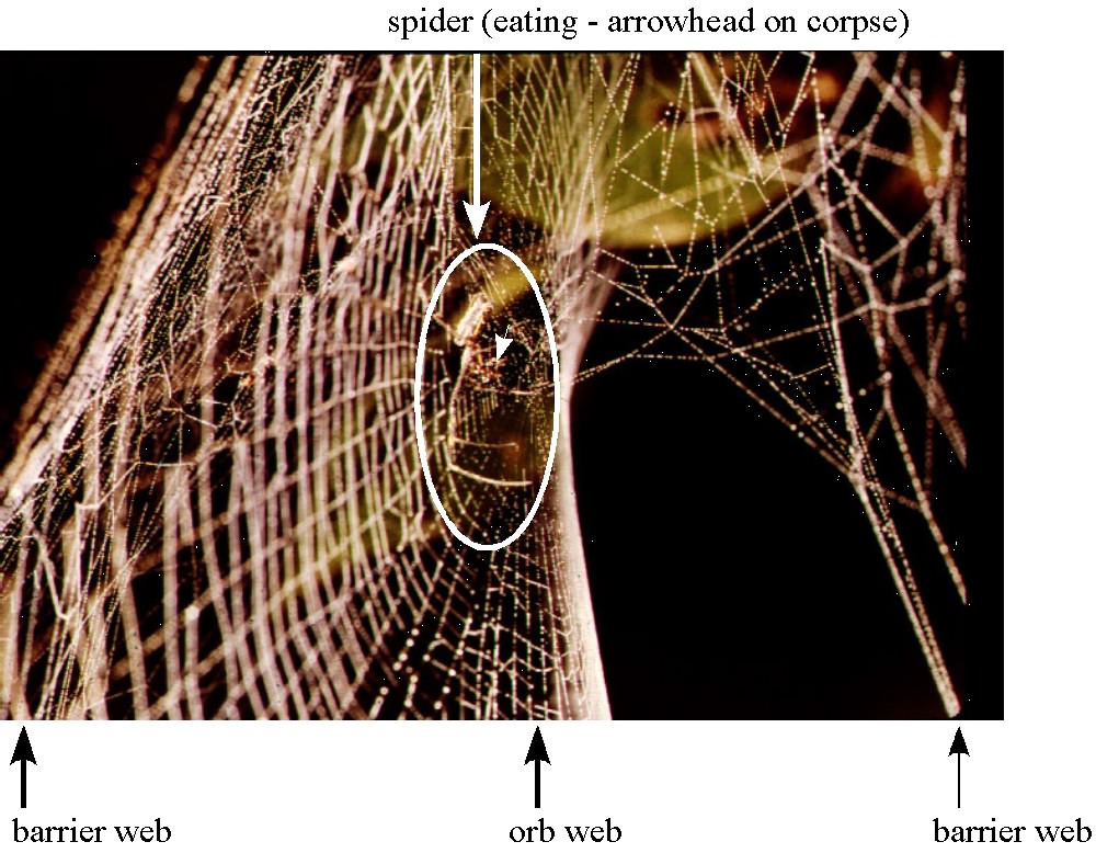 How do spiders avoid getting tangled in their own webs?