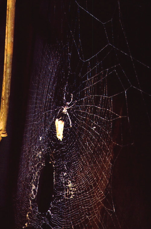 spider on web