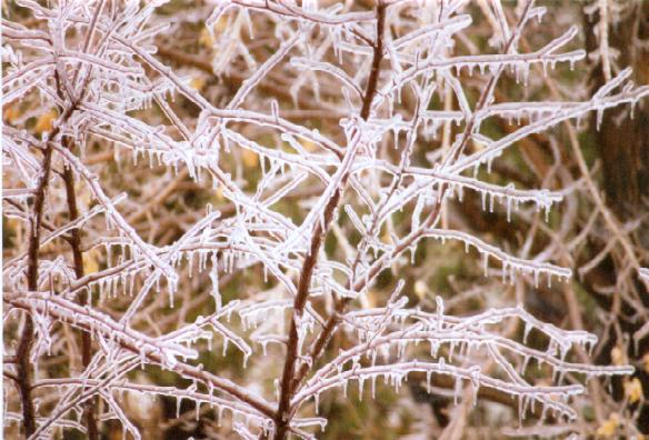 ICE-TREE.jpg