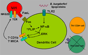 gamma delta t cell