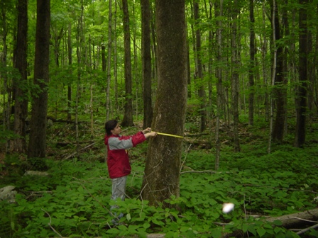 Emily West measuring trees