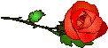 this is not a rose