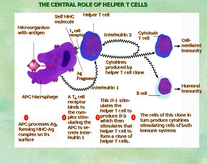 helper t cell. HelperTCell.
